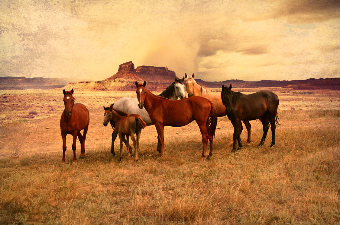 PTSB455 - Wild Horses 3