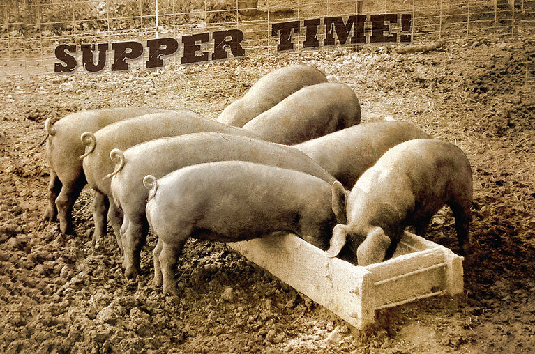 Pigs Supper Time