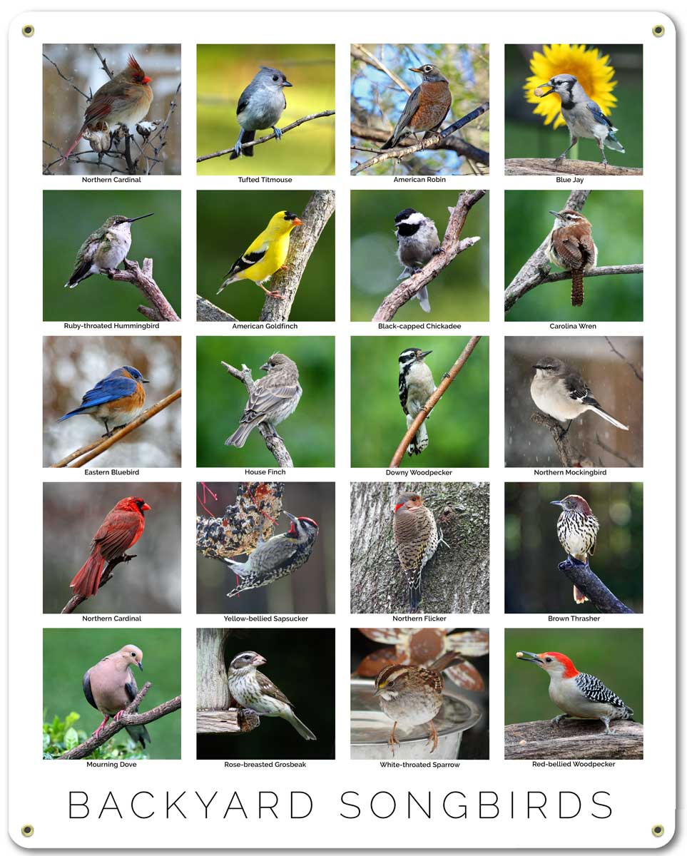AIF200 Backyard Songbirds 12x15