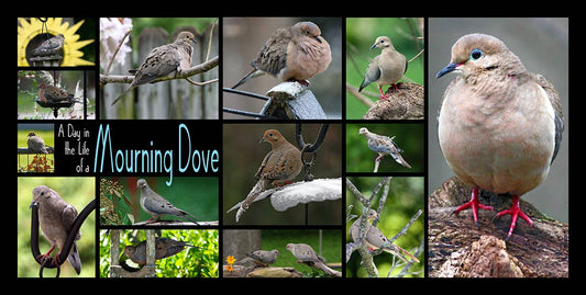 AIF203 Doves spread 24x12