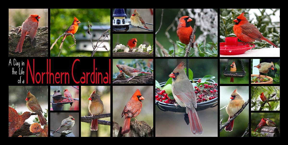 AIF204 Cardinals spread 24x12