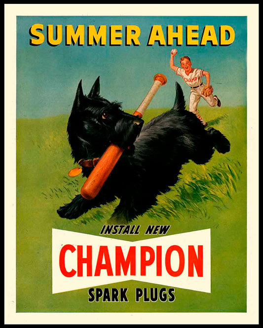 AMI481 - CHAMPION SUMMER - PLASMA