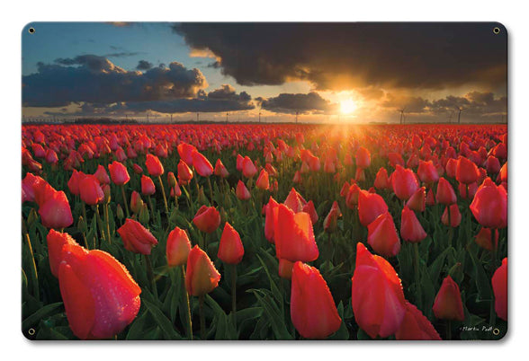 Tulip Field Vintage Sign